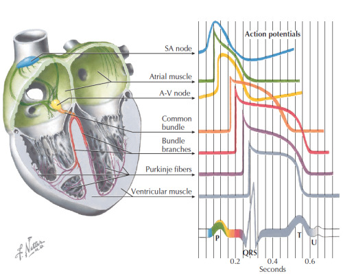 allheartcare-deactivated2016010:Electrical activity of the Heart 