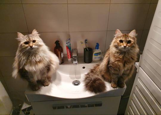 My cats don't like that I go to work so early in the morning now (healthcare) so they apparently staged an intervention ...
