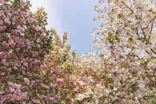 2022-04-16Spring, Double flowering cherry blossomsCanon EOS R3 + RF15-35mm f2.8L ISInstagram  |  hwa