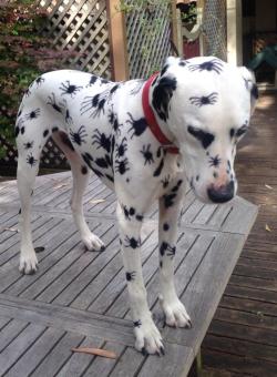 licknughost:  your dog is covered in spiders help them 