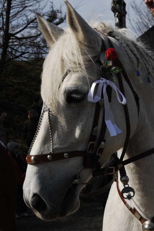 white horse