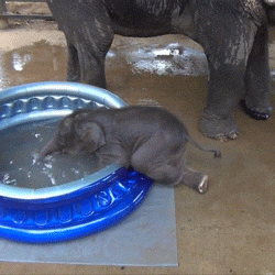 Baby Elephant takes a bath x