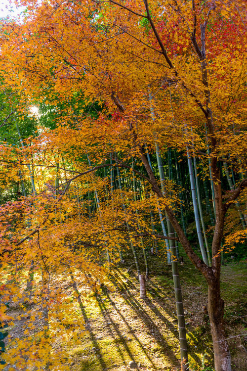 intothegreatunknown: Arashiyama | Kyoto, Japan (by Tyler Black (大熊))