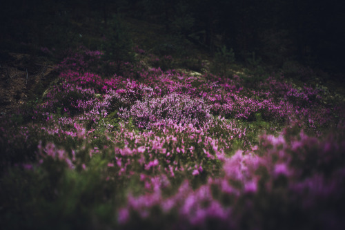 eetuahanen:  Calluna Vulgaris 