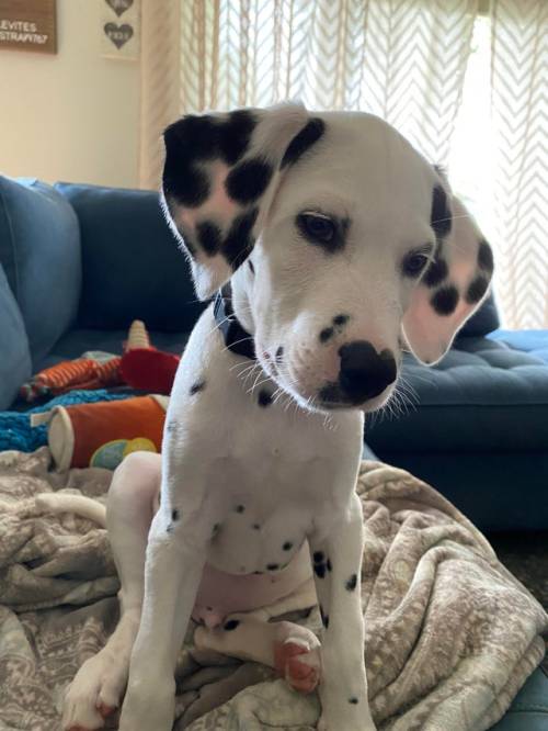 This is Pongo the 12 week Dalmatian puppy. She melts hearts. 11/10 deserves all the love in the worl