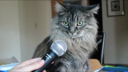 plastis-wafers:  From when I interviewed my friend’s cat. It got weird. 