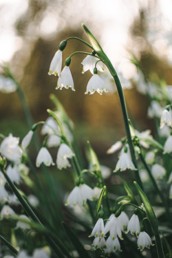 martacorss: Lilies of the ValleyCambridge,