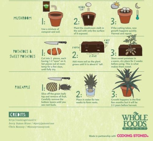 truebluemeandyou:16 Foods That Regrow Themselves Infographic from Cooking Stoned.HAIL PINEAPPLETHE P