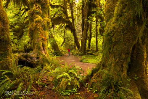 jasonsavagephoto:  Hoh Rainforest, Olympic National Park  Someday…