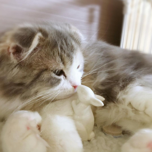 tokkeki:    Yume🐱🐾ゆめ