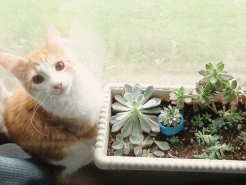 bakingvintage:  My succulents this morning. I wonder how they got all smushed, hmm…