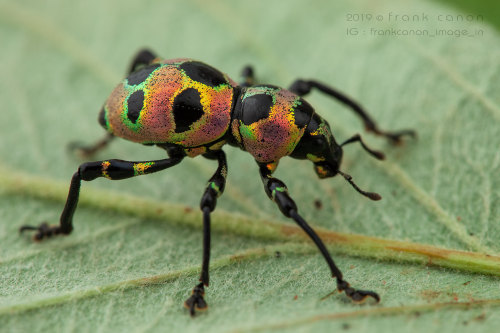 jumpingjacktrash: onenicebugperday:Pachyrhynchus Weevils, Southeast Asian IslandsPhotos by Frank Can