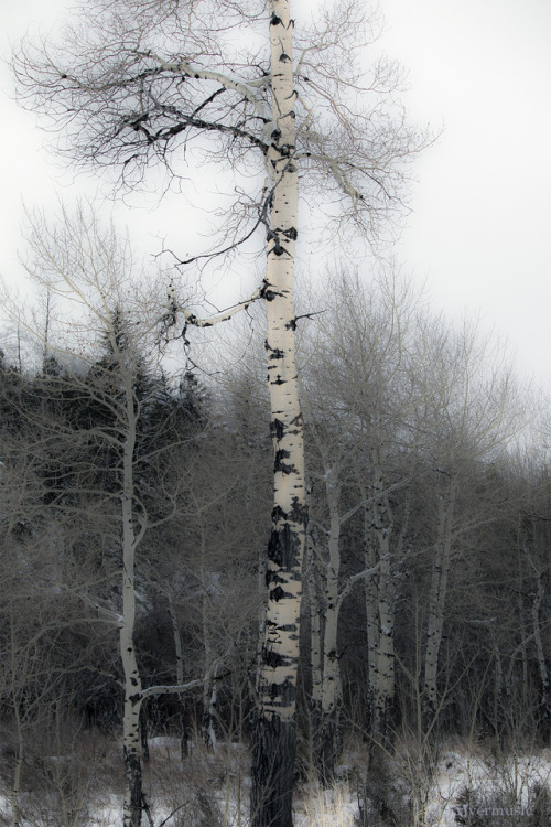 Riparian Aspen Grove: Shoshone National Forest, Wyomingriverwindphotography, 2018