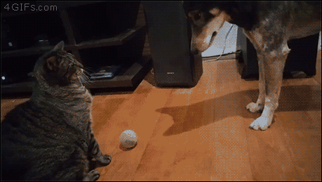 Cat guards ball from dog