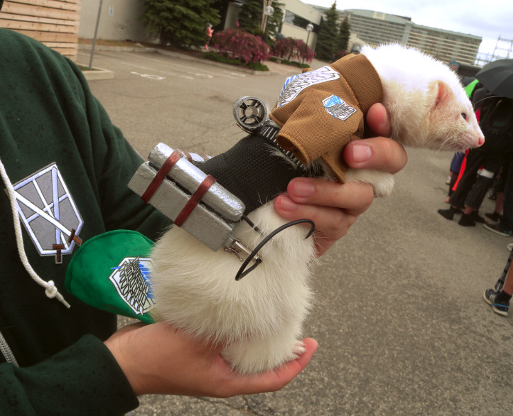 sylphofsketch:  Ferrets dressed up as Survey Corps members Seen at Anime North!!!!If