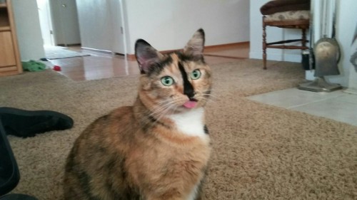 Sex endlessroadhome:  Blep  pictures