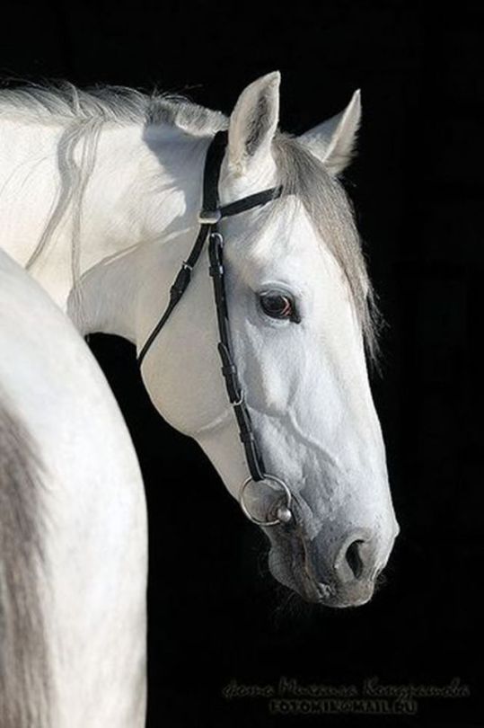 xl 3D white stallion galoppierender weißer Hengst Lesezeichen