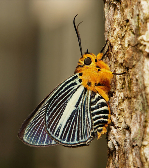 sinobug:Pale Green Awlet (Burara gomata, Coeliadinae, Hesperiidae)   by Sinobug (itchydogimages) on Flickr. Pu’er, Yunnan, China  See more Chinese skippers on my Flickr site HERE…..