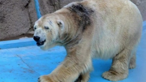 adviceforvegans:
“ Arturo lives in the blistering sun of Argentina. A naturally Arctic animal spends his days living in 104 degrees Fahrenheit (40 degrees Celsius) of nothing but heat.
If this upsets you as much as it upsets me, please consider...