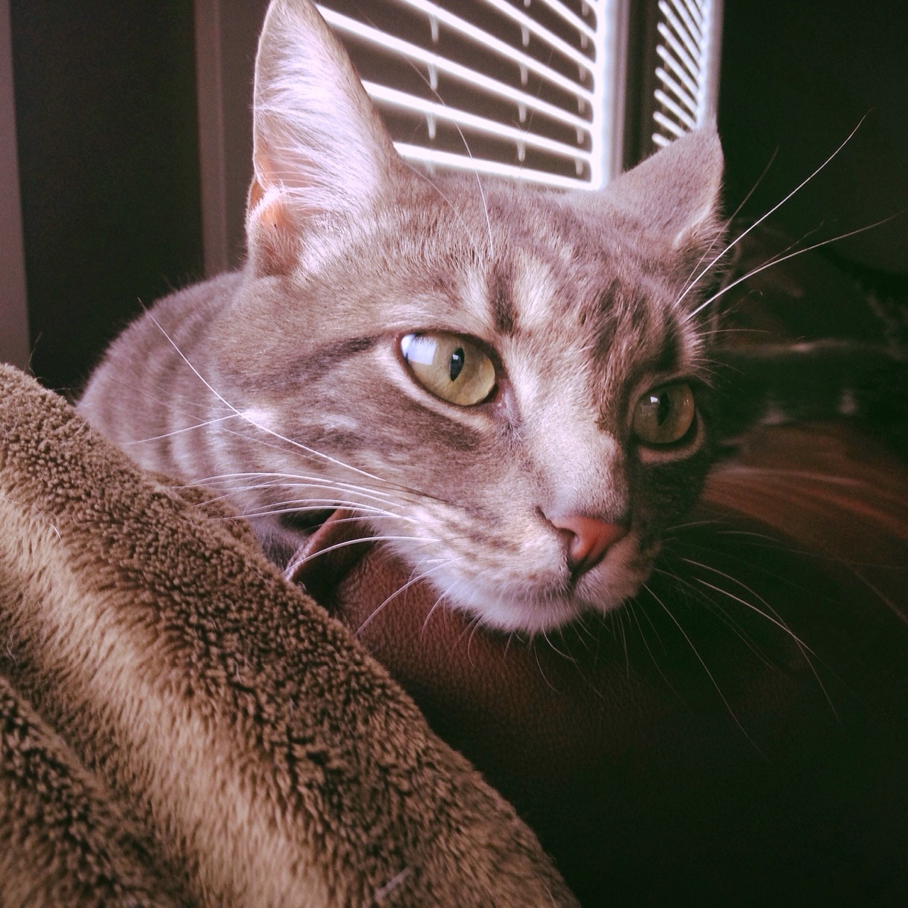 hopeless37:  My little hairy baby 🐱💕 