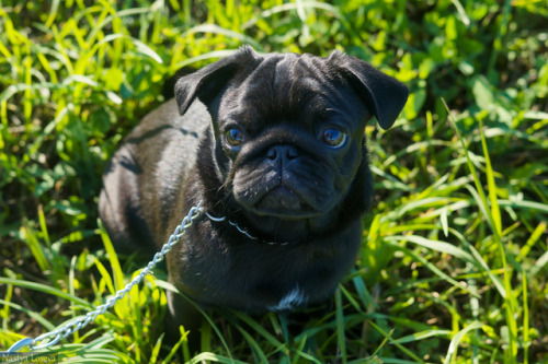 black pug