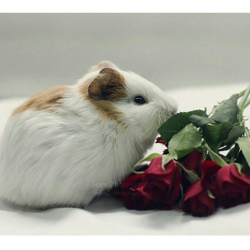 #myphotography #guineapig #flowers #roses #white #red #green #animal #pet #instagramers #instahub #i