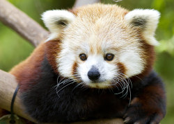 sdzoo:Flynn-tastic by Paul.E.M on Flickr.Flynn the red panda is the definition of cute.