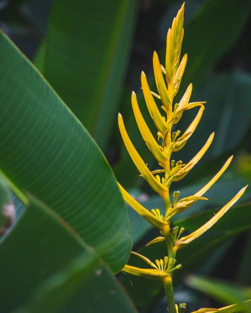 A nice yellow flower!#waimea #waimeavalley #oahu #oahuphotographer #photooftheday #artshow #flower