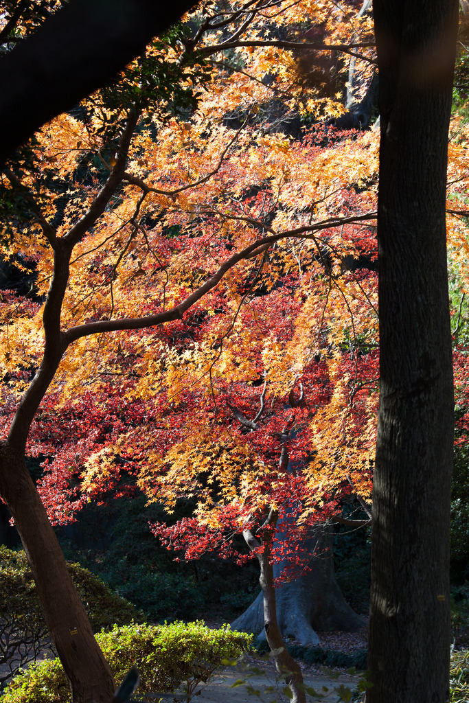 brutalgeneration:  Autumn in Wooden Frame (by Apricot Cafe) 