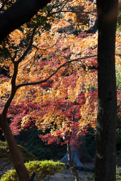 brutalgeneration:  Autumn in Wooden Frame (by Apricot Cafe)