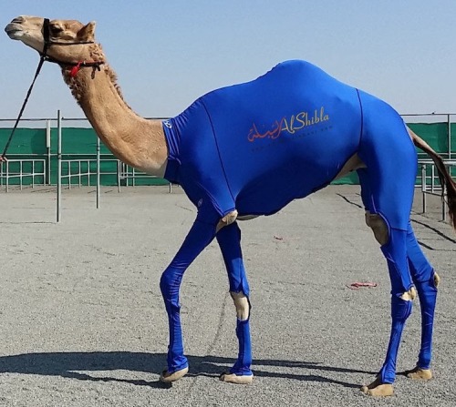 Fashion killa! http://news.softpedia.com/news/Sportswear-for-Camels-Actually-Exists-Supposedly-Helps