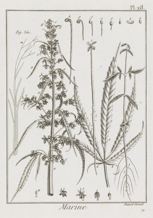 Cannabis comes from the greek kánnabis for hemp, related to Persian kanab and canvas in English. Sho