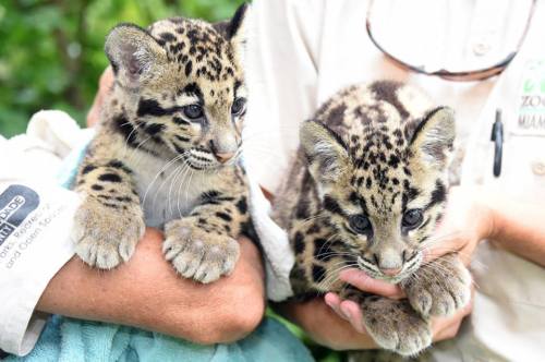 UPDATE: Zoo Miami&rsquo;s Clouded Leopard CubsThe staff at Zoo Miami knows that their fans are eager