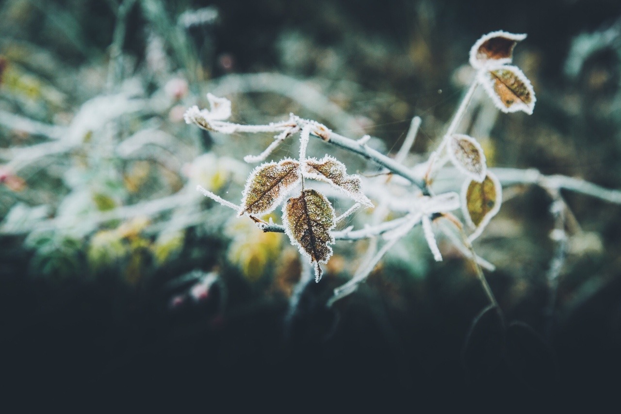 dpcphotography:Details