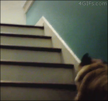 catsdogsblog:  Source http://www.funny-joke-pictures.com
