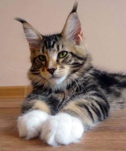 secretdreamlife:Maine Coon Kitten, look at