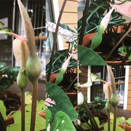 Caladium flower buds. Life and art together (at Altamonte Springs, Florida) www.instagram.co