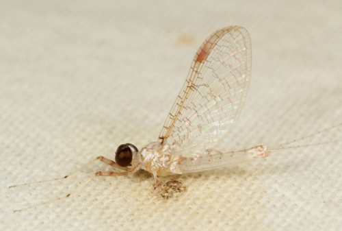 1000eyedangel: White mayfly