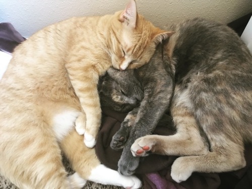 tay-lor:two peas in a pod@mostlycatsmostly