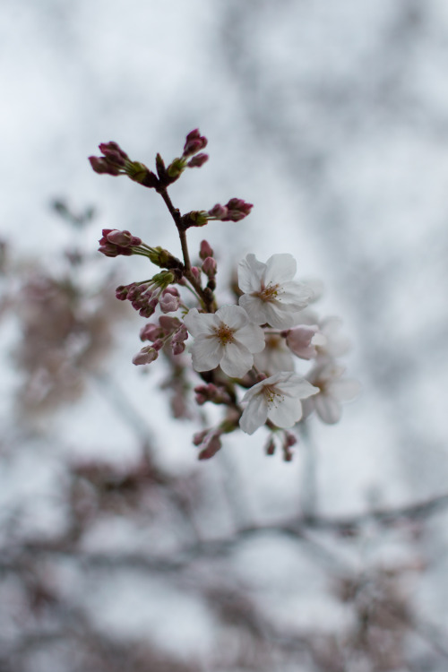 Sakura- Shizuoka, Japan- March 2016