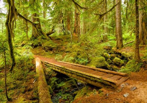 silvaris: Old-growth lush forest and small wooden bridge by  Julien Boé