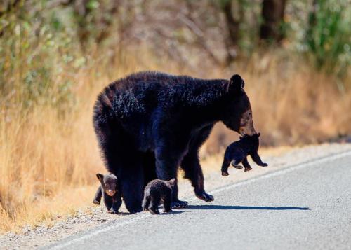 loveforallbears: A black bear mother with cubs in Big Bend National Park, TexasDanita Delimont/Getty