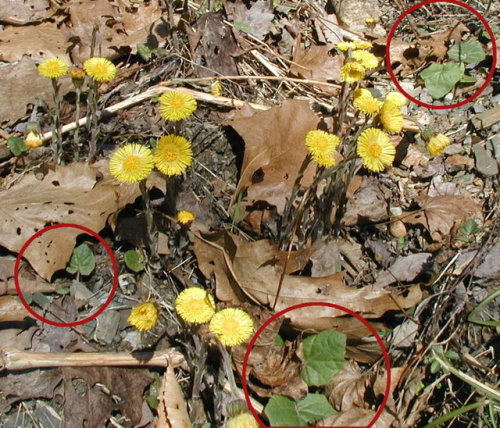 tussilago