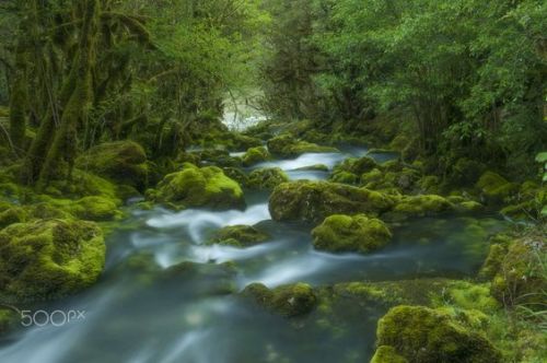 silvaris: Soul of wood by  Roman Tolordava