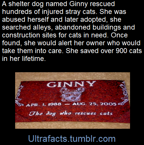 mistress-maya:  ultrafacts:  (Fact Source) Follow Ultrafacts for more facts   Hero!