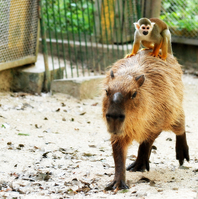 look at this monkey by Capybaramaster