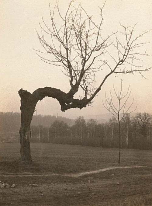 Thomas(?) - Verkrüppelter Kirschbaum in Hermsdorf bei Döbeln, vor 1927