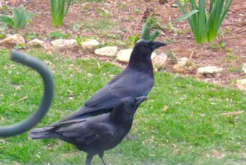 More garden visitors. They look HUGE when you’re used to seeing sparrows and juncos!