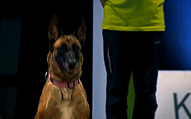 thecutestofthecute:  hannahbowl:  Hilarious Golden Retriever Really Wants To Race But.. First Things First.  This was everything I needed to see today 