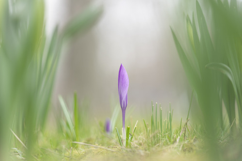 single crocus